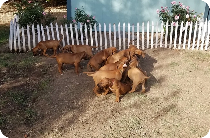 A group of dogs that are standing in the dirt.