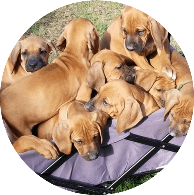 A group of puppies laying on top of a purple blanket.